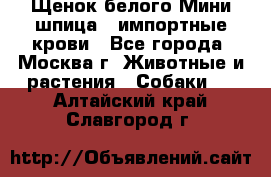 Щенок белого Мини шпица , импортные крови - Все города, Москва г. Животные и растения » Собаки   . Алтайский край,Славгород г.